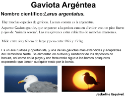 Gaviota Argéntea - cienciaspaseando