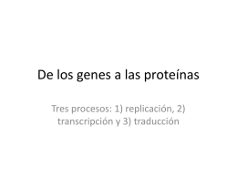 De los genes a las proteínas (352162)