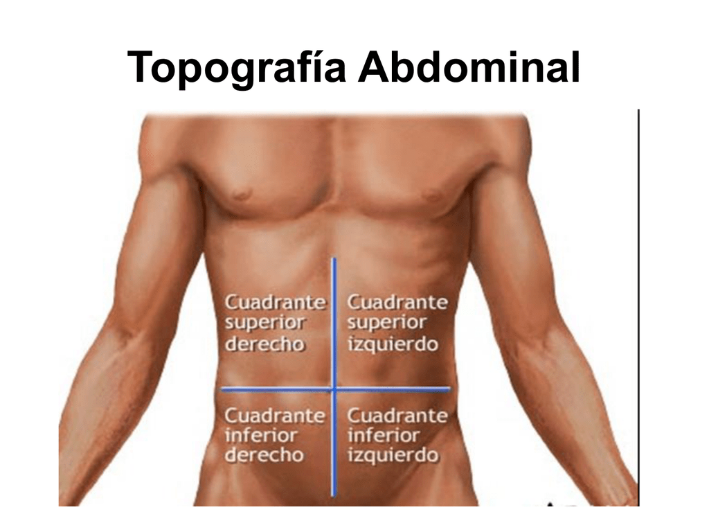 Abdomen перевод