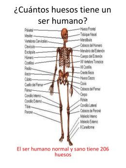 ¿Cuántos huesos tiene un ser humano?