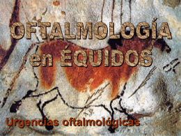 Oftalmología equina