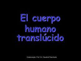 El cuerpo humano translúcido
