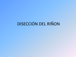 DISECCIÓN DEL RIÑON
