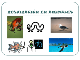 RESPIRACIÓN EN ANIMALES