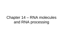 Chapter 14 – RNA molecules and RNA processing
