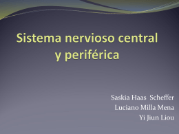 Sistema nervioso central y periférica