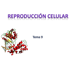 Reproducción celular