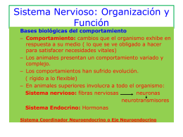 Sistema Nervioso: Organización y Función