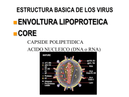 ESTRUCTURA BASICA DE LOS VIRUS