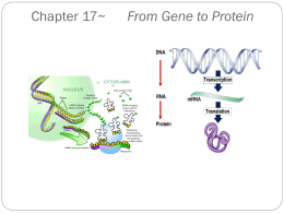 Chapter 17~ From Gene to Protein