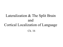 Lateralization & The Split Brain