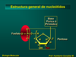 Estructura general de nucleótidos -