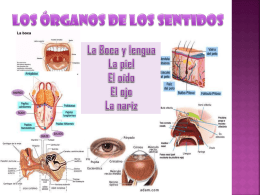 LOS ÓRGANOS DE LOS SENTIDOS