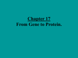 PowerPoint Presentation - Chapter 17 From Gene to