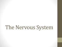 The Nervous System - Council Rock School District