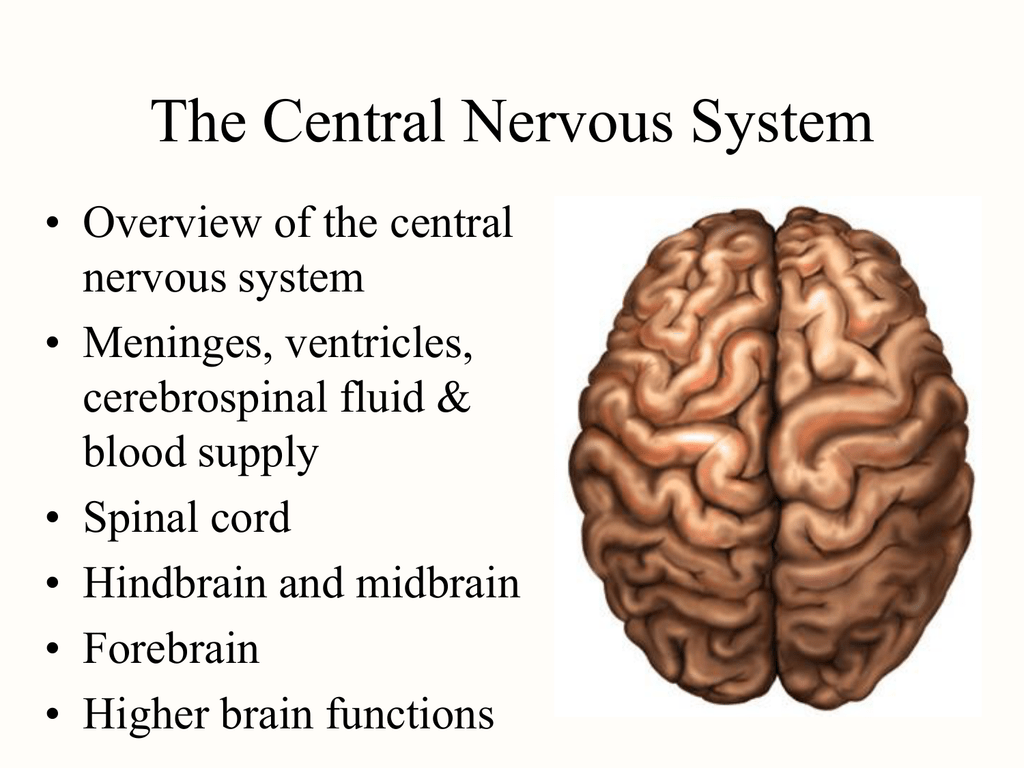 High brains. Forebrain midbrain hindbrain. Longitudinal cerebral fissure. Central nervous System Brain.