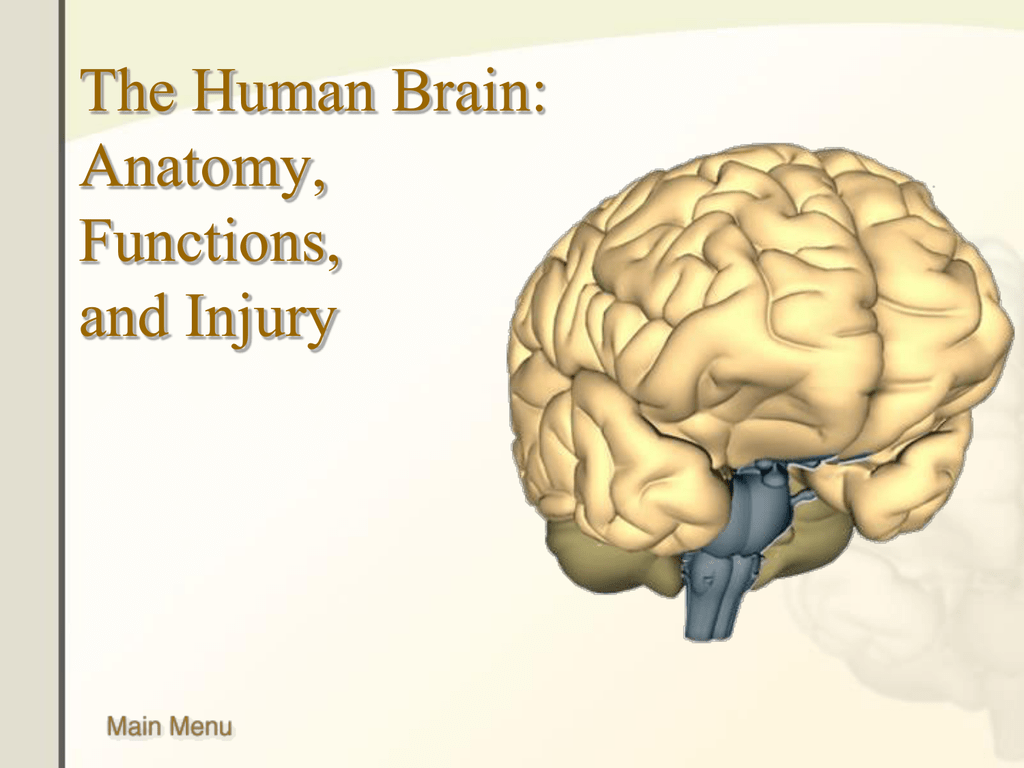 Brain 89. Мозг анатомия. Brain Anatomy and functions.