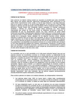 Consejos para tener Éxito con Palomas Mensajeras.