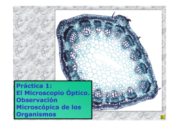 Práctica 1: El Microscopio Óptico. Observación Microscópica de los