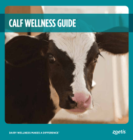 Calf wellness GUIDe