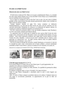 el color en el bull terrier - Iron Kennel de Criadero Asin