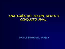 Anatomia de colon