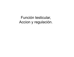 Función testicular Función testicular, Accion y regulación.