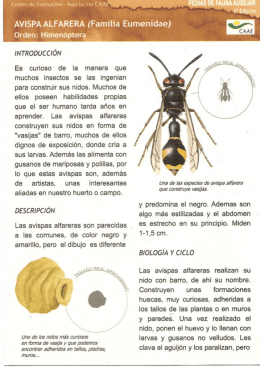 AVISPA ALFARERA {Familia Eumenidae)