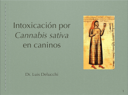 Charla Dr. Luis Delucchi: "Sintomas de intoxicación por Cannabis