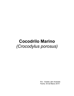 Cocodrilo Marino (Crocodylus porosus)