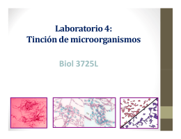 Laboratorio 4: Tinción de microorganismos Biol 3725L