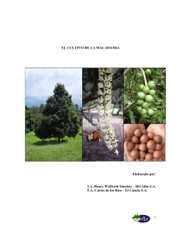 El Cultivo de la Macadamia