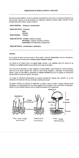 Hongos, líquenes, musgos y helechos.