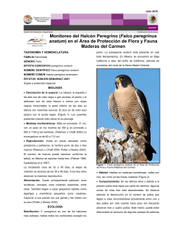 Monitoreo del Halcón Peregrino (Falco peregrinus anatum