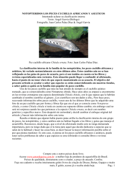 NOTOPTERIDOS LOS PECES CUCHILLO