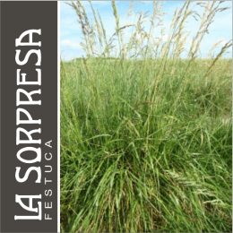 Revista sorpresa web - Agro Apoyo - Mercedes