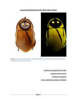 Cucaracha Bioluminiscente (Lucihormetica luckae)