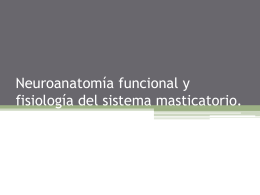 PDF Neuroanatomía funcional y fisiología del sistema masticatorio.