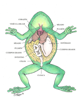 Frog Anatomy Colored - Layer 01.jpg