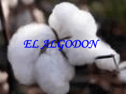 El algodón