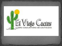 el viejo cactus