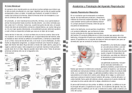 Folleto Anatomia - Clas Chancayllo