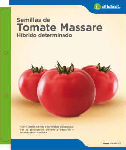 Tomate Massare