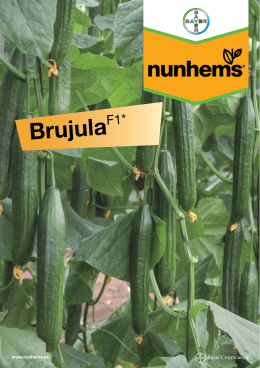 Brujula - Nunhems