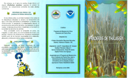 Praderas de Thalassia