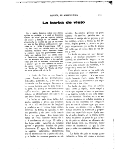 La barba de vieio