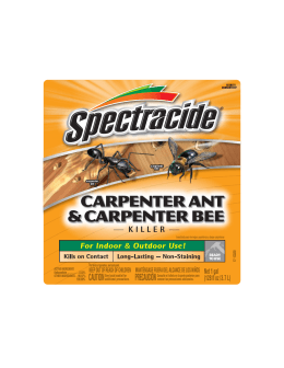 CARPENTER ANT & CARPENTER BEE