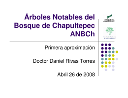 Proyecto Àrboles Notables del Bosque de Chapultepec