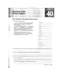 Gross Anatomy of the Human Urinary System