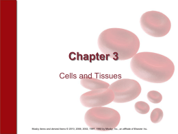 Chapter 3 Cells and Tissues - Linn